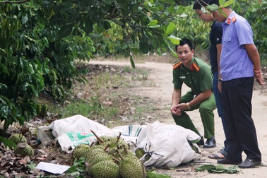 Bắt giam 3 đối tượng trộm cắp sầu riêng khiến 2 người tử vong