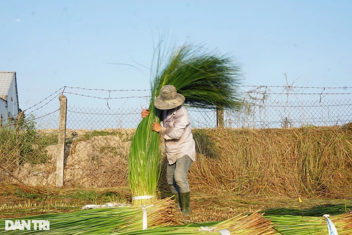 Loại cỏ cao hơn đầu người, trồng một lần gặt 7 năm, lãi gấp 3 trồng lúa - 1 Loại cỏ cao hơn đầu người, trồng một lần gặt 7 năm, lãi gấp 3 trồng lúa - 1