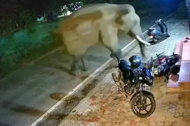 Thót tim khoảnh khắc người dân bỏ chạy khi voi rừng lao vào làng quậy phá