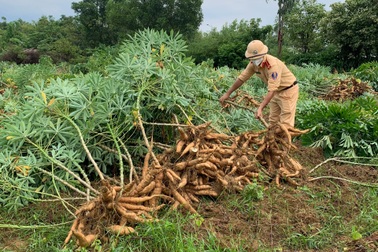 Các chiến sĩ công an chạy đua với mưa bão để thu hoạch sắn giúp người dân