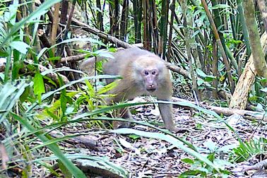 Phát hiện nhiều loài động vật quý hiếm ở khu bảo tồn Pù Huống nhờ bẫy ảnh