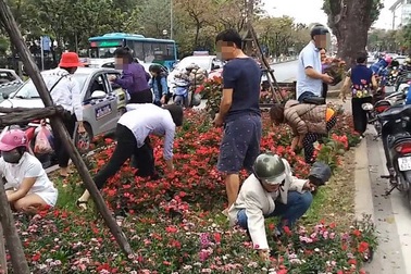 “Hành vi tự ý lấy hoa có thể coi là trộm cắp tài sản, bị xử phạt”