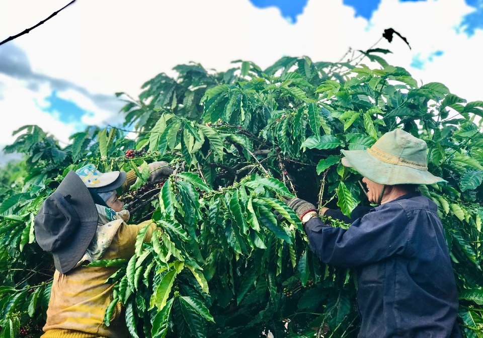 Gia Lai: Nông dân tất bật vào vụ thu hoạch cà phê - 11 Gia Lai: Nông dân tất bật vào vụ thu hoạch cà phê - 11