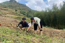 Mô hình trồng dược liệu của bà con dân tộc ở huyện Nguyên Bình, Cao Bằng