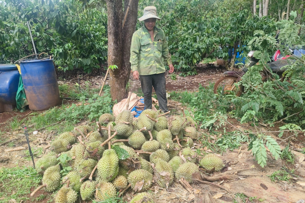 Trận mưa dông và lốc xoáy tàn phá vườn sầu riêng, gây thiệt hại hàng trăm triệu đồng cho nông dân Gia Lai