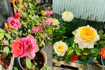 Nữ nhân viên văn phòng cơi nới ban công, làm vườn hồng hơn 30 giống