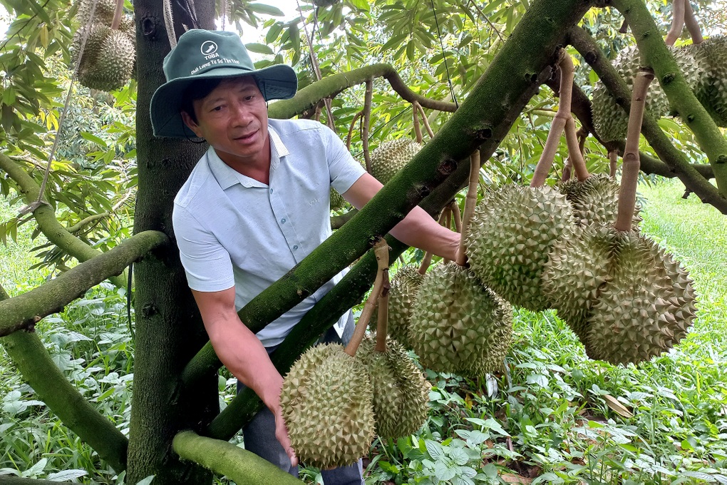 Chủ trại sầu riêng gốc Hà Nội thu lãi 15 tỷ đồng mỗi năm - 2 Chủ trại sầu riêng gốc Hà Nội thu lãi 15 tỷ đồng mỗi năm - 2