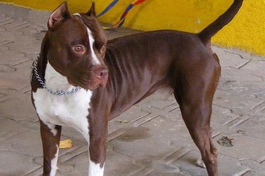 Tính mạng con người không thể trông chờ vào sự "tử tế" của chó Pitbull!