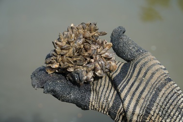 Quảng Ngãi: Dầm mình bắt đồng đen, cơm cháy mưu sinh.