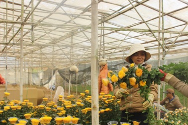 Cận rằm tháng 7, giá hoa cúc Đà Lạt tăng vọt