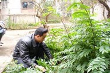 Gỗ Sưa và dấu hiệu một vụ tham ô tiền tỉ