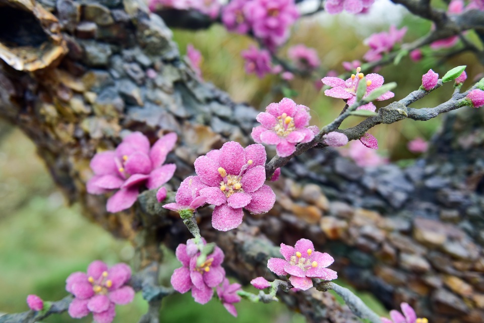 Hà Nội: Chi nửa tỷ đồng vẫn chưa mua được cây đào làm bằng đá quý - 10 Hà Nội: Chi nửa tỷ đồng vẫn chưa mua được cây đào làm bằng đá quý - 10
