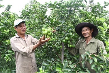 Hậu Giang: Chanh không hạt giá cao vẫn hút hàng