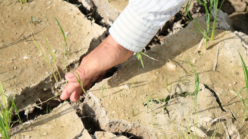 Nắng nóng kéo dài, hàng nghìn ha lúa có nguy cơ chết cháy - 2