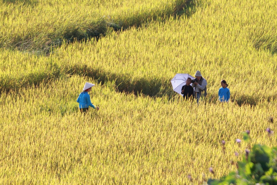 Về vùng cao Tiên Yên ở Quảng Ninh ngắm mùa vàng rực rỡ - 3 Về vùng cao Tiên Yên ở Quảng Ninh ngắm mùa vàng rực rỡ - 3