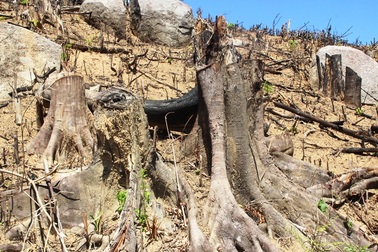 Vụ gần 61ha rừng bị xóa sổ: Tạm đình chỉ Phó Hạt Kiểm lâm An Lão