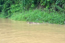 Phát hiện 2 thi thể nổi trong hồ thủy điện Hủa Na