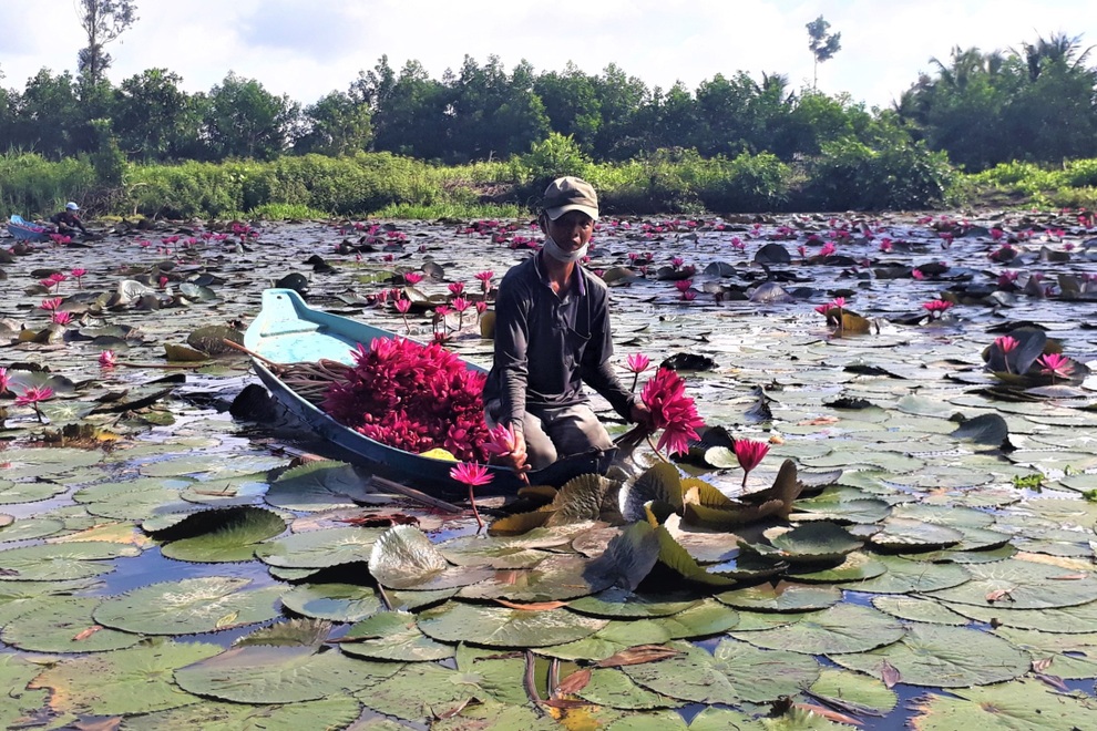 Nông dân tặng cả ruộng rau, ao cá hỗ trợ người khó khăn vùng dịch - 2 Nông dân tặng cả ruộng rau, ao cá hỗ trợ người khó khăn vùng dịch - 2
