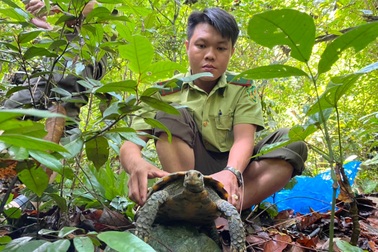 Thả 5 cá thể rùa quý hiếm về rừng tự nhiên