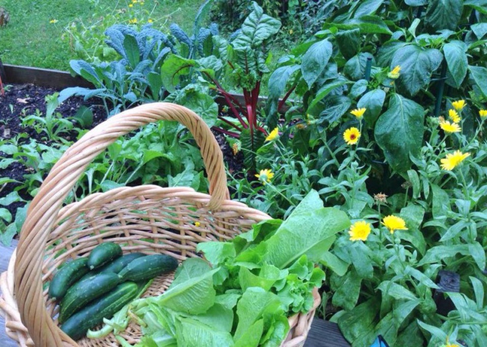 Nữ giáo viên nghỉ việc, làm vườn rau trái sạch chữa bệnh cho gia đình - 7 Nữ giáo viên nghỉ việc, làm vườn rau trái sạch chữa bệnh cho gia đình - 7