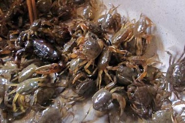 Thủy sản ở Hà Nội bị “ăn” kim loại? 