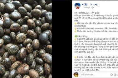 Sự thật về hạt đậu Lào có giá "cắt cổ" vẫn được nhiều người lùng mua