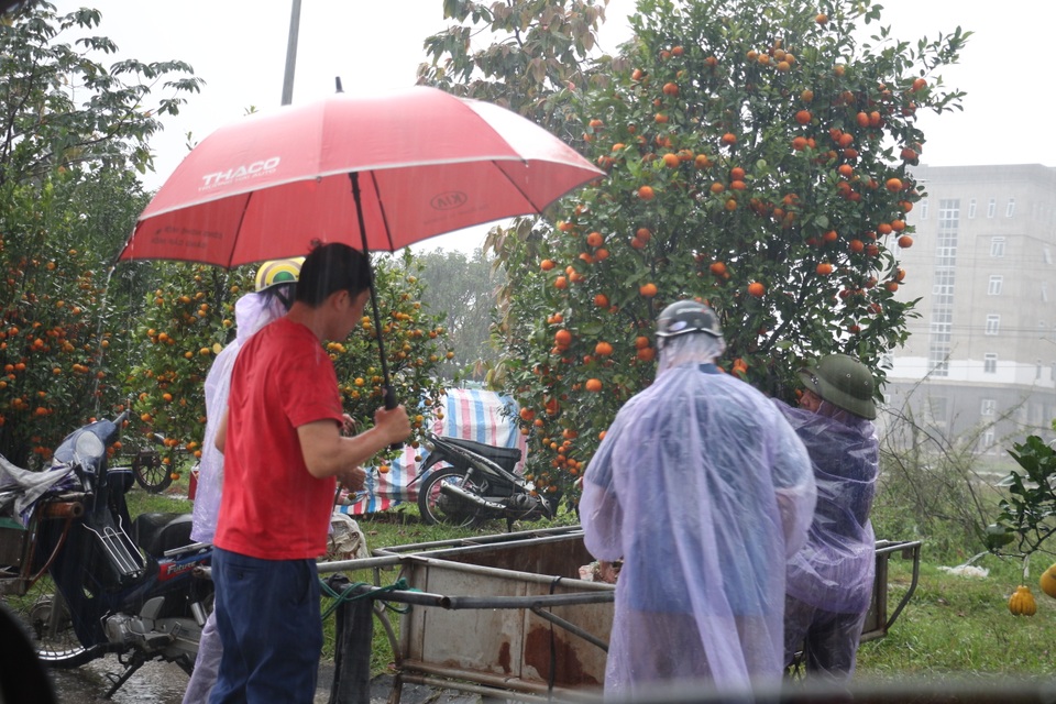 Kiếm tiền triệu từ nghề “đưa mùa xuân về nhà” - 3