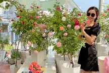 Vườn hoa hồng ngũ sắc hơn 70 gốc trên sân thượng của mẹ đảm tại TPHCM