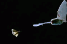 Khám phá những sự thật thú vị về loài dơi