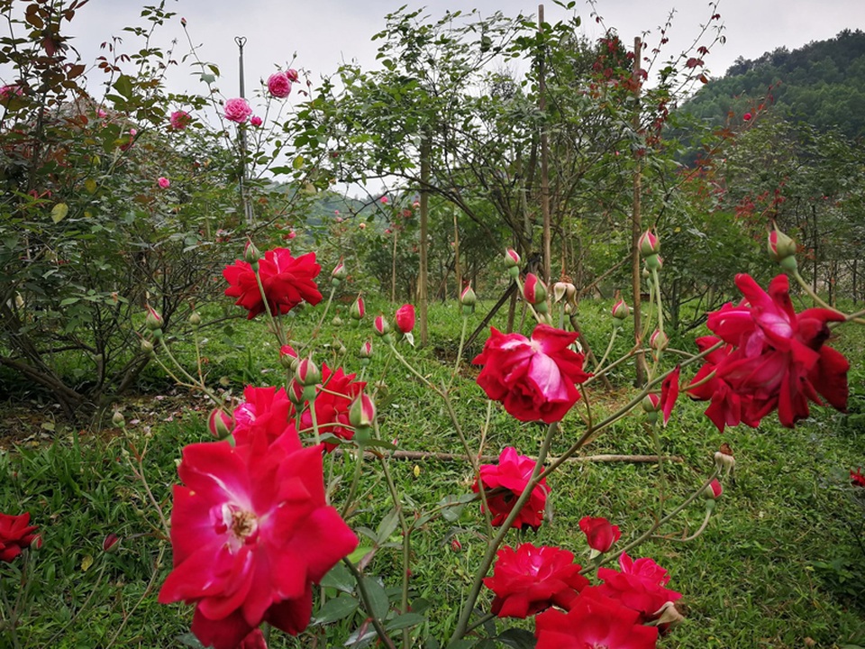 Chủ trại hồng tiếc nuối vì dịch corona ngăn khách đến ngắm mùa hoa đẹp nhất - 1 Chủ trại hồng tiếc nuối vì dịch corona ngăn khách đến ngắm mùa hoa đẹp nhất - 1