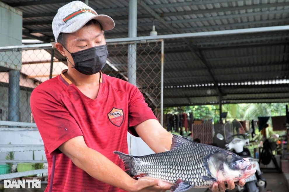 Mạnh dạn nuôi thủy quái, chàng trai miền Tây thu tiền tỷ - 3 Mạnh dạn nuôi thủy quái, chàng trai miền Tây thu tiền tỷ - 3