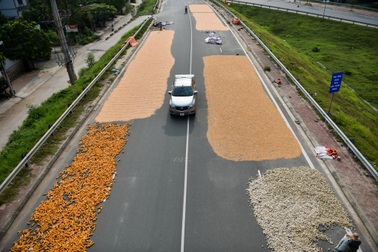 Người dân phơi thóc chiếm gần hết đoạn đường ở Hà Nội