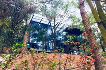 Hà Nội thanh tra toàn diện vụ “xẻ thịt” rừng Sóc Sơn