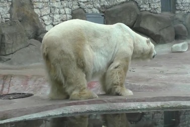 Gấu trắng Bắc Cực đùa nghịch trong vườn bách thú Moscow