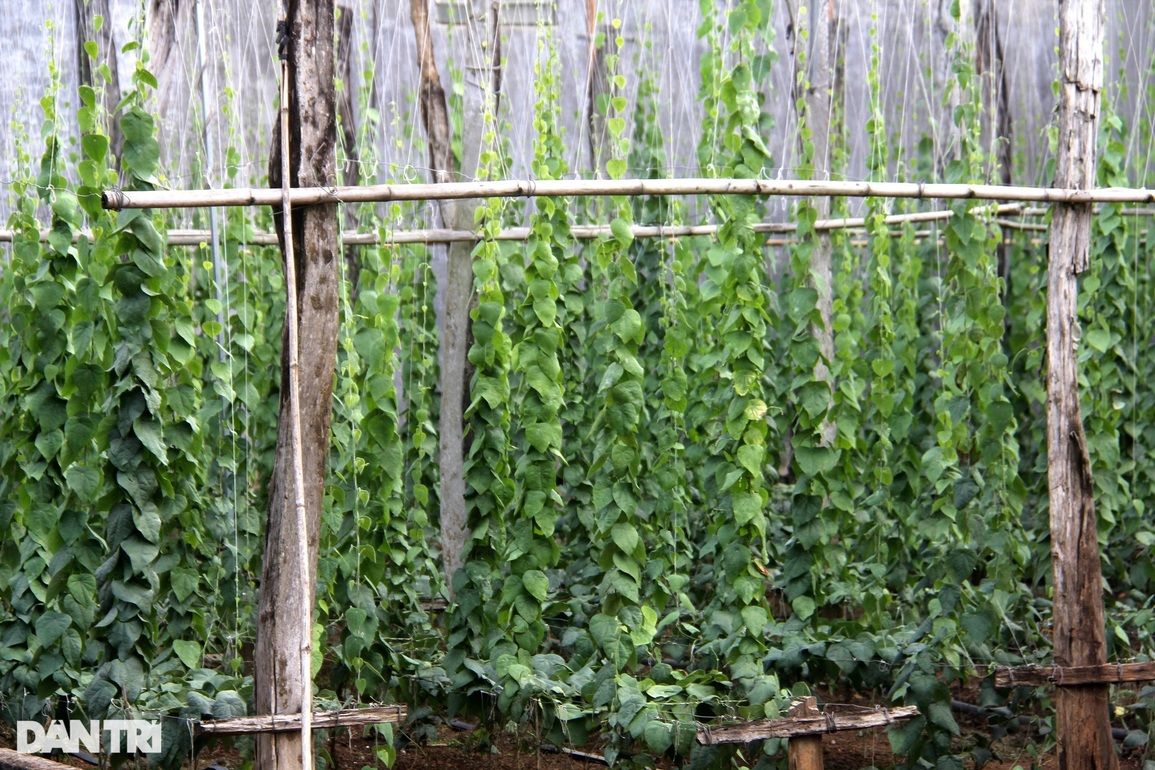 Trồng loài cây hoang dại, nhà nông cao nguyên hái tiền triệu mỗi tháng - 1 Trồng loài cây hoang dại, nhà nông cao nguyên hái tiền triệu mỗi tháng - 1