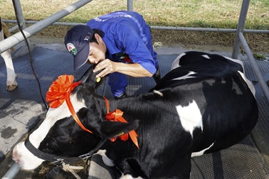 Hoa hậu 4 chân nặng gần 1 tấn