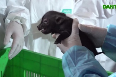 Việt Nam nhân bản thành công giống lợn hiếm từ mẩu mô