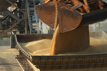 Trung Quốc đánh thuế 80% với lúa mạch Australia giữa căng thẳng Covid-19