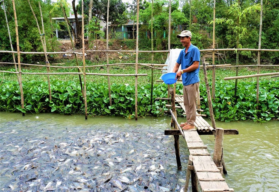 Kỳ lạ hàng ngàn con cá tra kéo đến nương nhờ nhà dân và chỉ ăn chay - 3 Kỳ lạ hàng ngàn con cá tra kéo đến nương nhờ nhà dân và chỉ ăn chay - 3