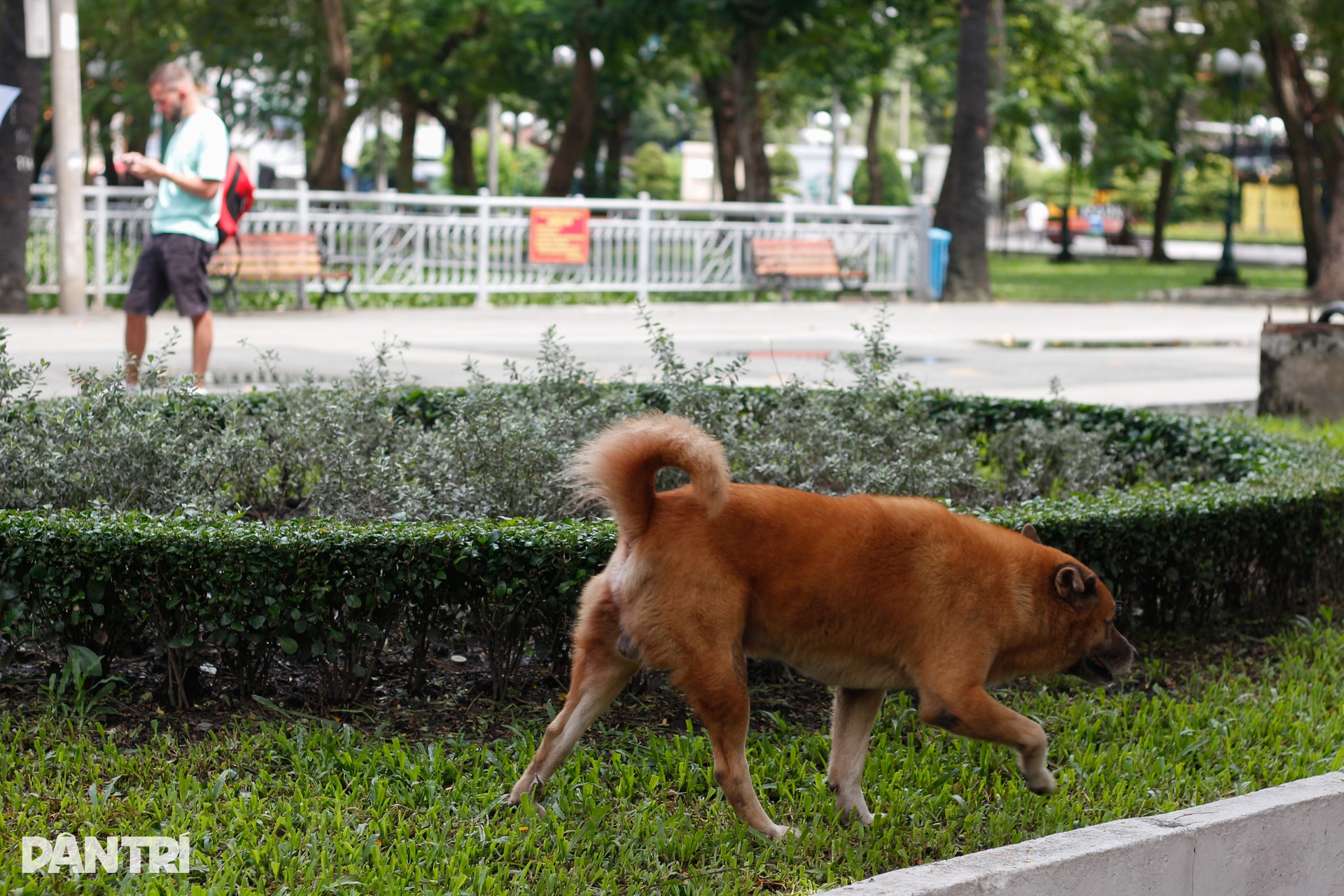 Nỗi ám ảnh từ chó không rọ mõm, phóng uế bừa bãi ở TPHCM - 4