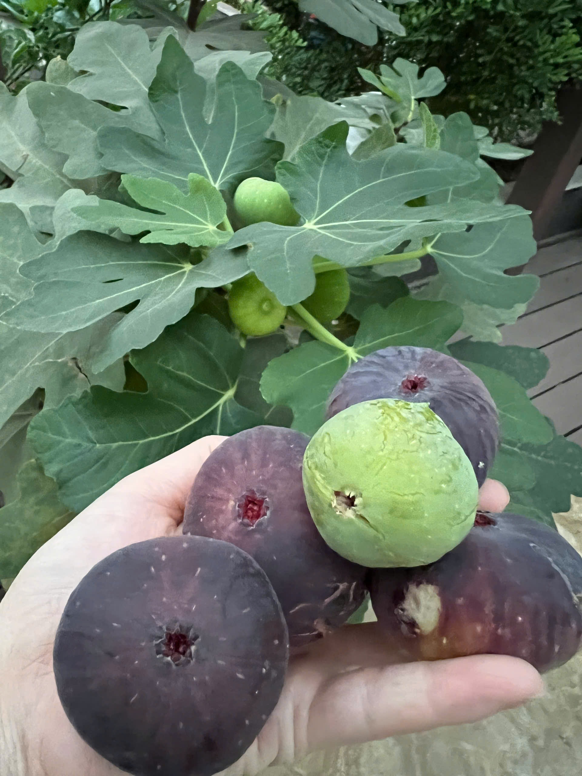 View - Hà Nội: Chồng thiết kế sân thượng 100m2 thành khu vườn trồng rau tặng vợ | Báo Dân trí