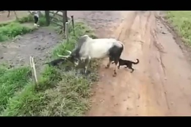 Bị cặp chó quấy nhiễu, bò đực nổi đóa tung ngón đòn chí tử