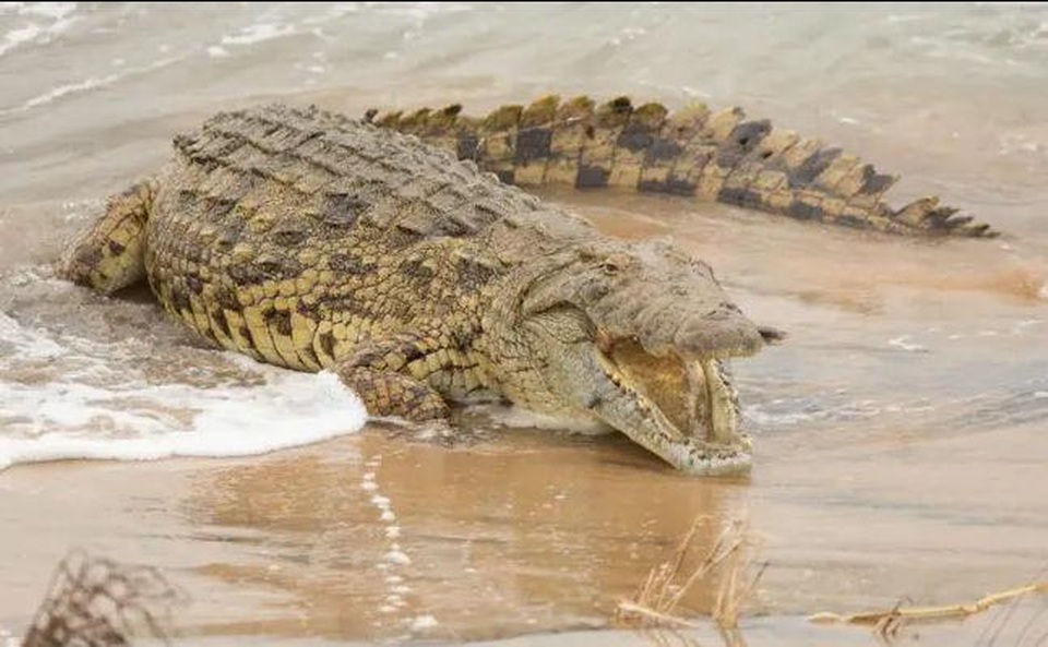 Cực hiếm cảnh cá sấu khổng lồ xơi tái cá mập - 2