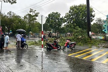 Cây xanh bật gốc đổ trúng hai người đi xe máy