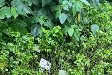 Phát hiện 2 thanh niên tử vong trong bụi rậm