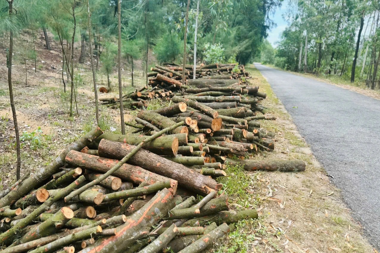 Rừng phi lao phòng hộ ven biển bị đốn hạ làm củi - 2