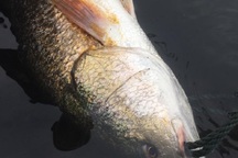 Ngư dân bắt được cá nghi là sủ vàng quý hiếm