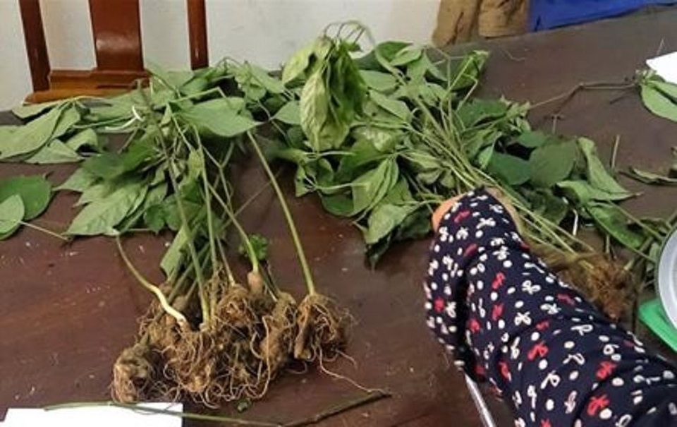 Uống rượu say, nhổ trộm 70 cây sâm Ngọc Linh - 1 Uống rượu say, nhổ trộm 70 cây sâm Ngọc Linh - 1