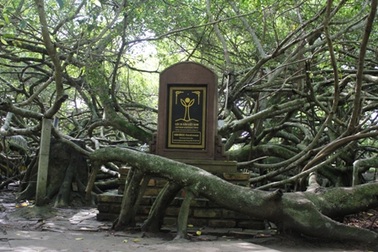 Ngắm giàn gừa “độc nhất” đất phương Nam