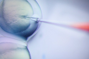 WHO sẽ thành lập ủy ban nghiên cứu việc chỉnh sửa gen